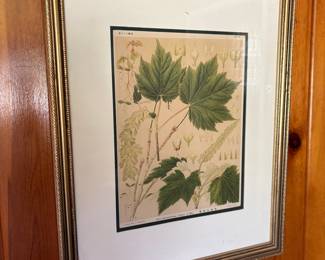 Acer ukurunduense Trautv. et Mey. Botanical Print