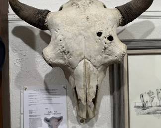 Authentic Buffalo Skull
