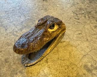 Taxidermied Alligator Head