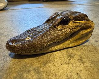 Taxidermied Alligator Head