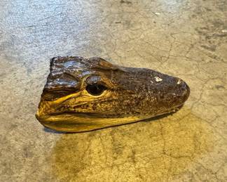 Taxidermied Alligator Head