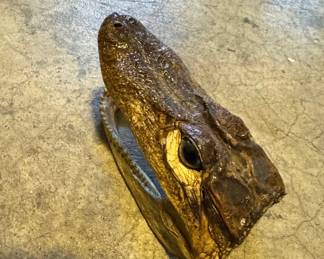 Taxidermied Alligator Head