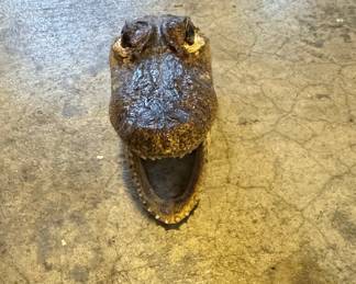 Taxidermied Alligator Head
