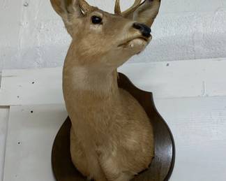 Sm. Deer Head