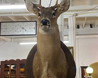 Lg. Deer Head