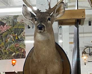 Lg. Deer Head