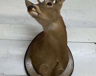 Sm. Deer Head