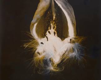 96 Imogen Cunningham (1883-1976) "Araujia Seed Pod," 1940 Gelatin silver print on paper From the edition of unknown size Signed and dated in pencil on the mount: Imogen Cunningham / 1940; the artist's black ink stamp, the artist's "Green Street" label, a "Cunningham Trust" label with typed title and date, and a pencil notation "PF28184," all on the verso of the mount Image/Sheet: 9.625" H x 7.625" W; Mount: 14.5" H x 11.625" W Estimate: $2,000 - $3,000