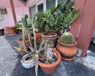 tropical jungle with dozens of clay pots, bird bath, fountain