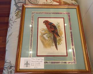 $80. Chromolithograph of a blue-striped Lory from Cassell's Book of Birds, London.