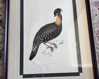 $480   Hand colored lithograph from "A Century of Birds From The Himalaya Mountains". Tragopan Hastings II. by John Gould  