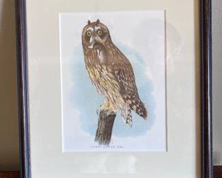 Short Eared Owl, Wyman & Sons, lithographjers.  c. 1860, London