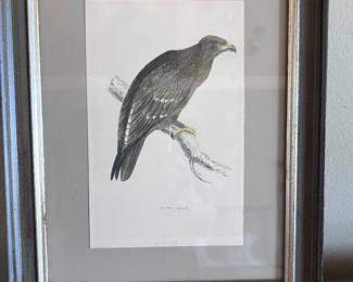 Francis O. Morris, Author, "Spotted Eagle" for History of British Birds.  Hand colored lithograph second edition 1858-1880.