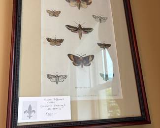 $350. Coloured etching by M. Harris of eleven different moths. 