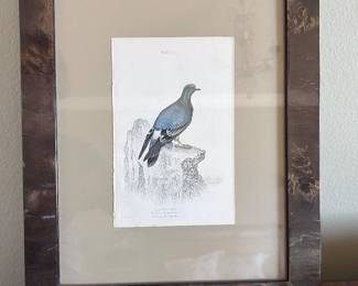 $180 for the pair.  One of a series of colored engravings precisely engraved and colored depicting birds published by Lizars about 1860.  Stewart, Selby & Lear were the primary artists. This one is the Columba Livia or wild rook pigeon.  Second one in the set is in the next photo.