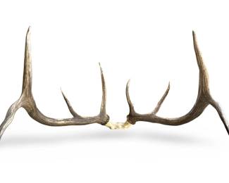 Large Deer Antler Mount
