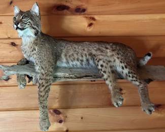 Bobcat