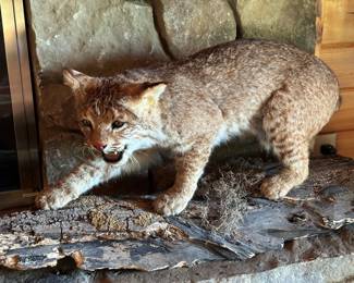 Bobcat
