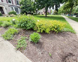 Front Landscape Bed Collection (Peony, Gold Spirea & Perennials) set $100.00 