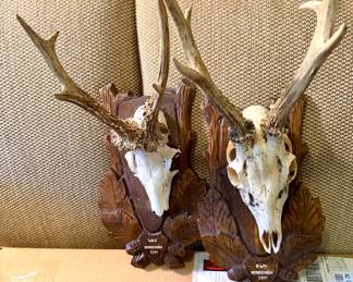 Taxidermy
