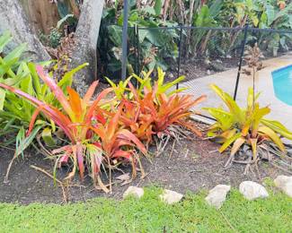 Plants