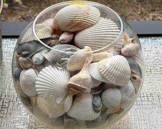 Found Shells