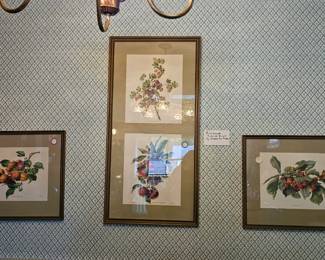Vintage Signed Botanical Prints of Fruit by Carlos Von Reifel