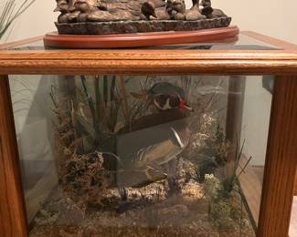 Wood Duck in Table