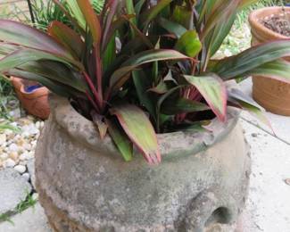 Terracotta Potted Ti Plant
