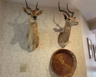 Puku and Impala