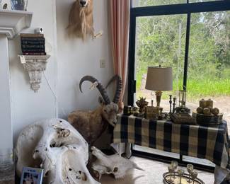 Elephant skull, Ibex , aoudad, and giraffe skull