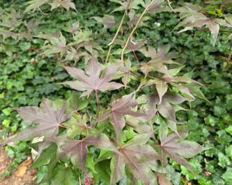 Japanese Maple