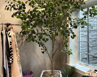 Faux Ficus tree – Michael Carr Designs – 110H in a 19” tapered square x 23h