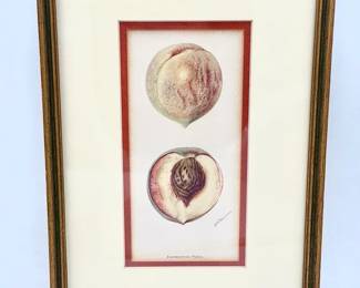 Vintage Print Of botanical illustration of an "Everbearing Peach"