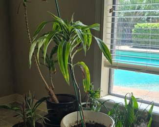 House Plants