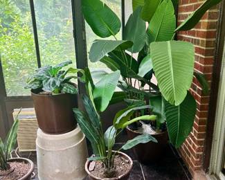Lifelike Tropical Plants