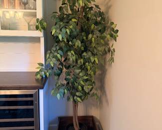 silk tree