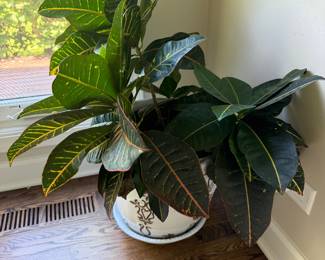 Live plant and planter