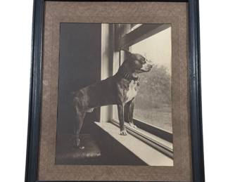 Vintage Boston Terrier Dog Photograph