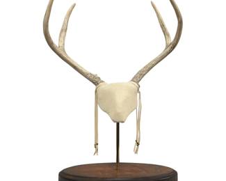 Mounted Deer & Beaded Leather Taxidermy