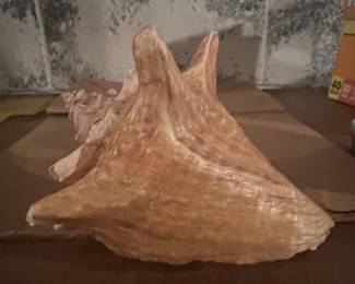 Queen Conch Shell