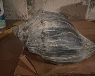 Large Knobbed Whelk Shell