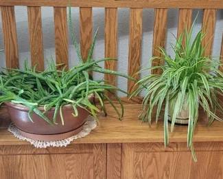 Large Plants