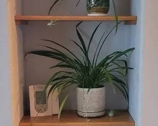 Small Plants