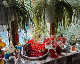 Plants …