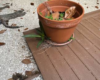 Terra cotta pot
