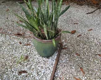 Plant[