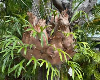 Staghorn fern
