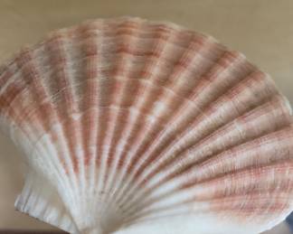 Irish Flat Scallop Shells
