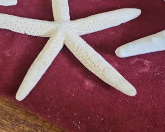 White Finger Starfish